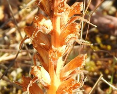Trifolium cherleri