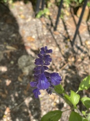 Salvia longispicata x farinacea