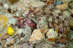 Parablennius gattorugine