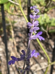 Salvia longispicata x farinacea