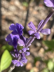 Salvia longispicata x farinacea