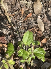 Salvia longispicata x farinacea
