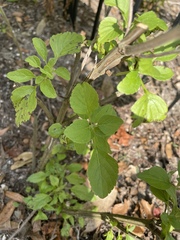 Salvia longispicata x farinacea