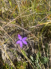 Glossodia minor