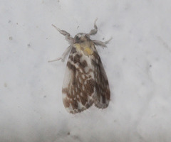 Pseudoadites frigida