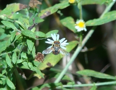 Gymnoclytia
