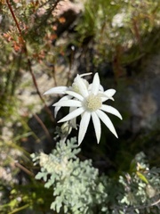 Actinotus helianthi