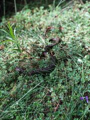 Crotalus triseriatus