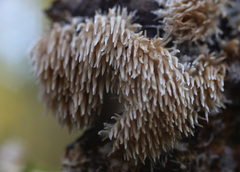 Hydnocristella himantia