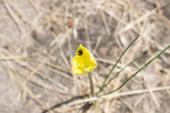Zephyranthes longifolia