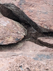 Sceloporus poinsettii