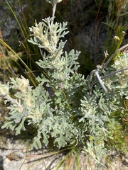 Actinotus helianthi