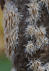 Hydnocristella himantia