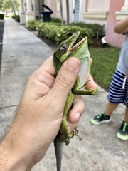 Anolis equestris