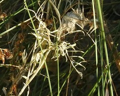 Carex divisa