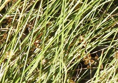 Carex divisa