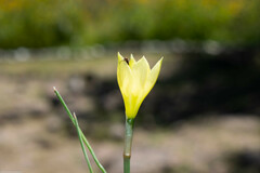 Zephyranthes longifolia