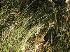 Carex divisa