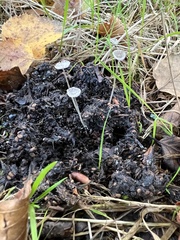 Mycena tenerrima