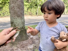 Anolis equestris