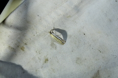 Crambus laqueatellus