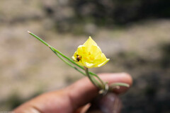 Zephyranthes longifolia