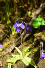 Pinguicula