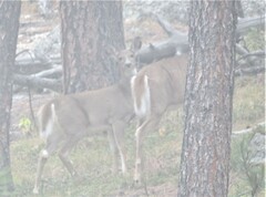 Odocoileus virginianus dacotensis