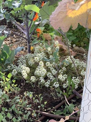 Lobularia maritima