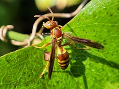 Polistes dorsalis