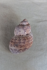 Phasianella ventricosa
