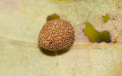 Acraspis quercushirta