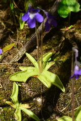 Pinguicula
