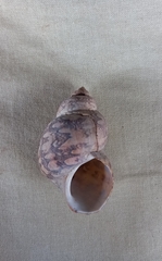Phasianella ventricosa
