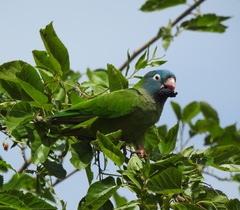 Thectocercus acuticaudatus