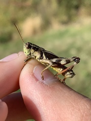 Melanoplus walshii