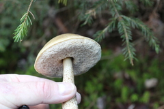 Leccinum holopus