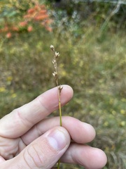Carex brevior