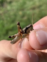 Melanoplus walshii