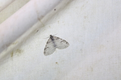 Lobophora nivigerata