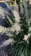 Calamagrostis epigejos