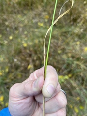 Carex brevior