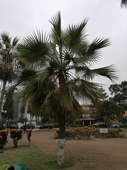 Pritchardia pacifica