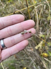Carex brevior