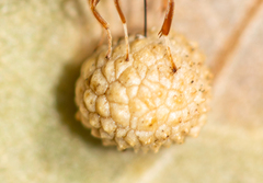 Acraspis quercushirta