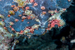 Antennarius commerson