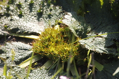 Arctopus echinatus