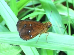 Iambrix salsala salsala