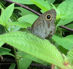 Ypthima horsfieldii humei