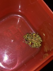 Eleutherodactylus planirostris